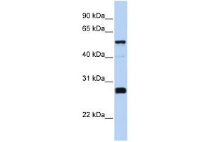 WB Suggested Anti-FAM83F Antibody Titration: 0. (FAM83F anticorps  (Middle Region))