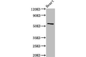 Western Blot Positive WB detected in: Rat heart tissue All lanes: CYP2A6 antibody at 3 μg/mL Secondary Goat polyclonal to rabbit IgG at 1/50000 dilution Predicted band size: 57 kDa Observed band size: 57 kDa