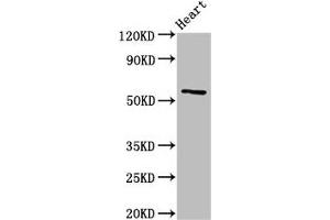 Western Blot Positive WB detected in: Rat heart tissue All lanes: CYP2A6 antibody at 3 μg/mL Secondary Goat polyclonal to rabbit IgG at 1/50000 dilution Predicted band size: 57 kDa Observed band size: 57 kDa (CYP2A6 anticorps  (AA 86-267))