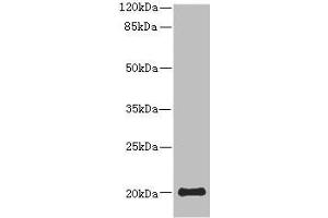 Western blot All lanes: PPP3R2 antibody at 9. (Calcineurin B anticorps  (AA 1-170))