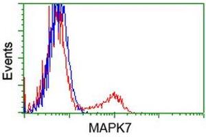 HEK293T cells transfected with either RC203506 overexpress plasmid (Red) or empty vector control plasmid (Blue) were immunostained by anti-MAPK7 antibody (ABIN2454019), and then analyzed by flow cytometry. (MAPK7 anticorps)