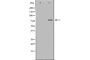 Western blot analysis of extracts of HeLa , using OCT1 antibody. (POU2F1 anticorps  (Internal Region))