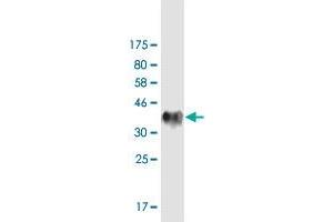 Western Blot detection against Immunogen (34.
