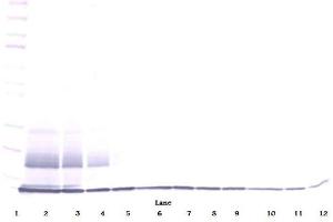 Western Blot (Unreduced) using ESkine / CCL27 antibody