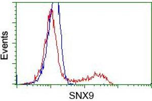 Image no. 3 for anti-Sorting Nexin 9 (SNX9) antibody (ABIN1501046) (SNX9 anticorps)