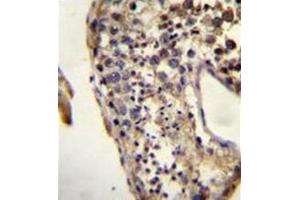 Formalin fixed and paraffin embedded human testis tissue reacted with ECAT1 Antibody (N-term) followed by peroxidase conjugation of the secondary antibody and DAB staining. (ECAT1 anticorps  (N-Term))