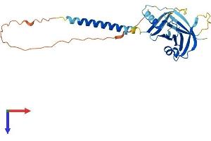 AlphaFold protein structure predicition of Mouse Recombinant Itm2c Protein, UniprotID Q91VK4