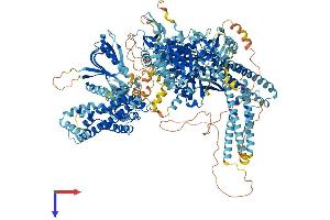 AlphaFold protein structure predicition of Human Recombinant PREX2 Protein, UniprotID Q70Z35