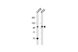 All lanes : Anti-COPG Antibody (C-term) at 1:1000 dilution Lane 1:  whole cell lysate Lane 2: K562 whole cell lysate Lysates/proteins at 20 μg per lane. (COPG anticorps  (C-Term))