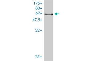 Western Blot detection against Immunogen (57.
