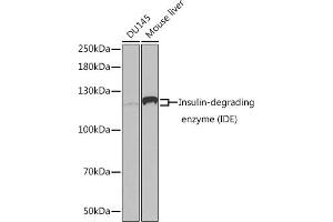 Western blot analysis of extracts of various cell lines, using Insulin-degrading enzyme (Insulin-degrading enzyme (IDE)) antibody (ABIN3022284, ABIN3022285, ABIN3022286 and ABIN1513057) at 1:1000 dilution.