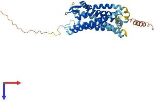 Chemokine (C-C Motif) Receptor 6 (CCR6) (AA 1-367) protein (His tag)