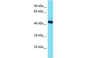 Host: Rabbit Target Name: RBMX Sample Type: Jurkat Whole Cell lysates Antibody Dilution: 1.
