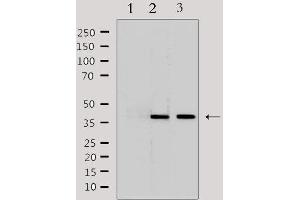 Western blot analysis of extracts from various samples, using LRG1 Antibody. (LRG1 anticorps  (C-Term))