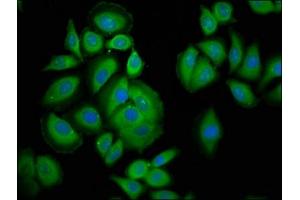 Immunofluorescence staining of A549 cells with ABIN7163609 at 1:200, counter-stained with DAPI.