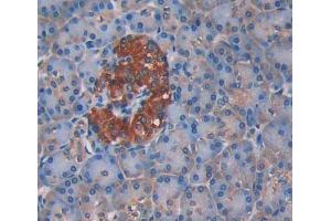 Used in DAB staining on fromalin fixed paraffin- embedded pancreas tissue (UPP1 anticorps  (AA 45-235))