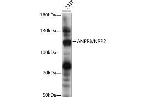 Western blot analysis of extracts of 293T cells, using ANPRB/NRP2 antibody (ABIN7268832) at 1:1000 dilution.