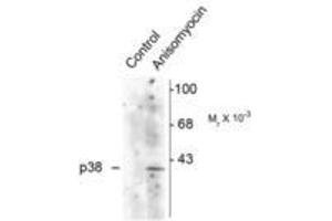 Image no. 1 for anti-Mitogen-Activated Protein Kinase 14 (MAPK14) (pThr180), (Tyr182) antibody (ABIN227260) (MAPK14 anticorps  (pThr180, Tyr182))