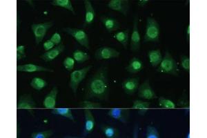 Immunofluorescence analysis of L-929 cells using HNRNPA0 Polyclonal Antibody at dilution of 1:100 (40x lens). (HNRNPA0 anticorps)