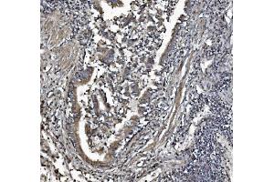 IHC analysis of REA/PHB2 using anti-REA/PHB2 antibody (ABIN7599239). (Prohibitin 2 anticorps  (AA 1-299))