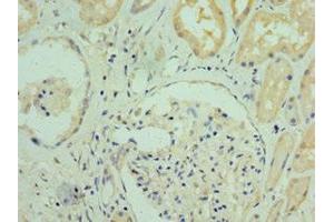 Immunohistochemistry of paraffin-embedded human kidney tissue using ABIN7167605 at dilution of 1:100 (RGS2 anticorps  (AA 1-241))