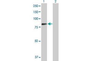 Western Blot analysis of SYK expression in transfected 293T cell line by SYK MaxPab polyclonal antibody.