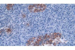 Detection of DEFa3 in Human Pancreas Tissue using Polyclonal Antibody to Defensin Alpha 3, Neutrophil Specific (DEFa3) (DEFa3 anticorps  (AA 21-94))