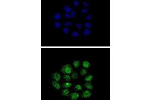 Immunofluorescence (IF) image for anti-Kruppel-Like Factor 11 (KLF11) antibody (ABIN3002716) (KLF11 anticorps)