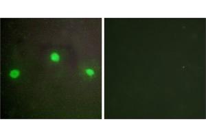Peptide - +Immunofluorescence analysis of A549 cells, using ATRX antibody. (ATRX anticorps  (N-Term))
