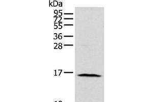 Western blot analysis of 293T cell using NUDT10 Polyclonal Antibody at dilution of 1:800