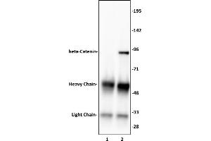 beta-Catenin antibody (pAb) tested by Immunoprecipitation.