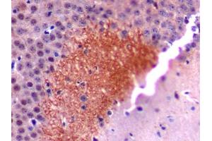 DAB staining on IHC-P; Samples: Mouse Cerebrum Tissue (SCG2 anticorps  (AA 11-187))