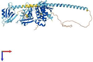 AlphaFold protein structure predicition of Human Recombinant USH1C Protein, UniprotID Q9Y6N9