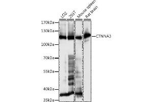 Western blot analysis of extracts of various cell lines, using CTNN antibody (ABIN7266136) at 1:1000 dilution. (CTNNA3 anticorps  (AA 1-240))