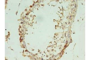 Immunohistochemistry of paraffin-embedded human testis tissue using ABIN7157774 at dilution of 1:100