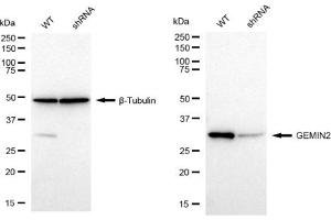 Western blotting analysis using GEMIN2 antibody (ABIN7798703).