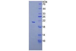 SDS-PAGE analysis of Mouse Apolipoprotein C3 Protein. (APOC3 Protéine)