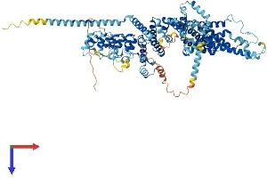 AlphaFold protein structure predicition of Human Recombinant TRPC7 Protein, UniprotID Q9HCX4