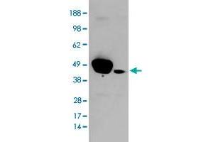 HEK293 overexpressing ERK1 and probed with MAPK3 polyclonal antibody  (mock transfection in second lane), tested by Origene. (ERK1 anticorps)