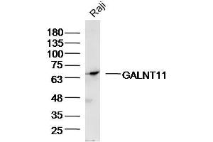 Raji Cell lysates probed with GALNT11/GalNAc-T11 Polyclonal Antibody, unconjugated  at 1:300 overnight at 4°C followed by a conjugated secondary antibody for 60 minutes at 37°C. (GALNT11 anticorps  (AA 401-500))