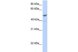 WB Suggested Anti-ST3GAL1 Antibody Titration:  0. (ST3GAL1 anticorps  (C-Term))