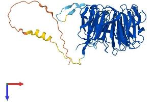 AlphaFold protein structure predicition of Human Recombinant RCC1L Protein, UniprotID Q96I51