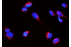 IF analysis of Nogo A/RTN4 using anti-Nogo A/RTN4 antibody (ABIN7603185). (Reticulon 4 anticorps  (N-Term))