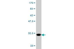 Western Blot detection against Immunogen (31. (AVPR1A anticorps  (AA 1-52))