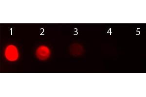 Dot Blot of Rabbit anti-Fab2 Bovine IgG Antibody Texas Red Conjugated. (Lapin anti-Boeuf (Vache) IgG (Heavy & Light Chain) Anticorps (Texas Red (TR)) - Preadsorbed)