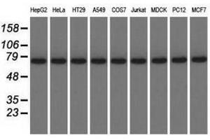 Image no. 2 for anti-Kelch Repeat and BTB (POZ) Domain Containing 7 (KBTBD7) antibody (ABIN1498995) (KBTBD7 anticorps)