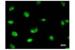 Immunostaining analysis in HeLa cells. (RPP30 anticorps)