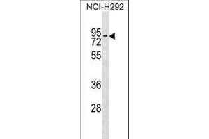 ZN Antibody (Center) (ABIN1538077 and ABIN2849760) western blot analysis in NCI- cell line lysates (35 μg/lane). (ZNF551 anticorps  (AA 208-235))