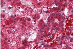 Human Adrenal: Formalin-Fixed, Paraffin-Embedded (FFPE) (EFHD1 anticorps  (N-Term))