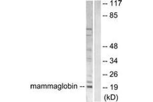 Western blot analysis of extracts from HepG2 cells, using Mammaglobin Antibody. (Mammaglobin anticorps  (AA 41-90))